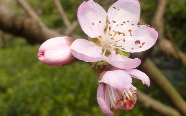 位圖植物花朵寫實(shí)花卉小桃花免費(fèi)素材