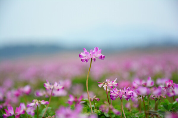 花兒
