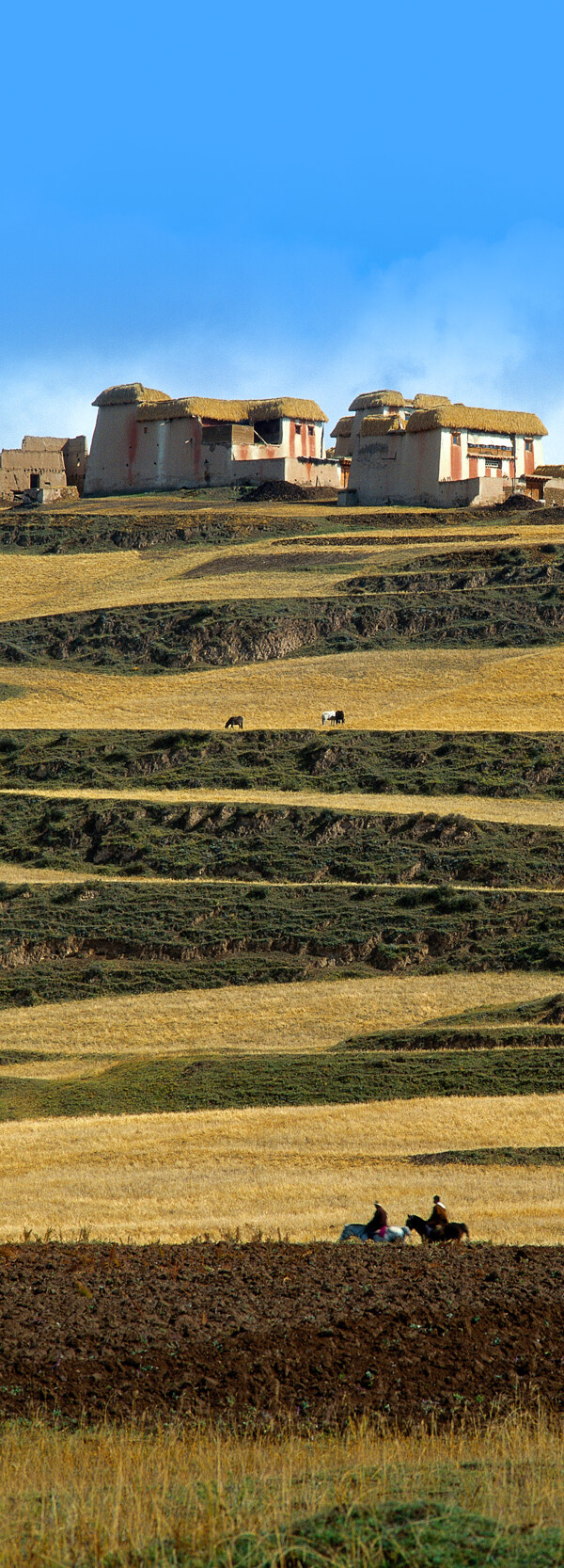 草原牧马人图片