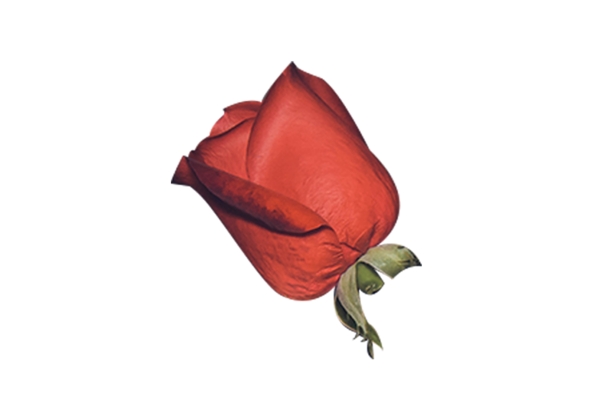 断枝红色玫瑰花一朵