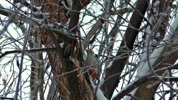 啄木鸟在树上视频素材