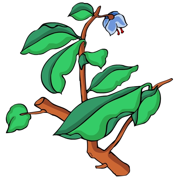 花卉古典插畫