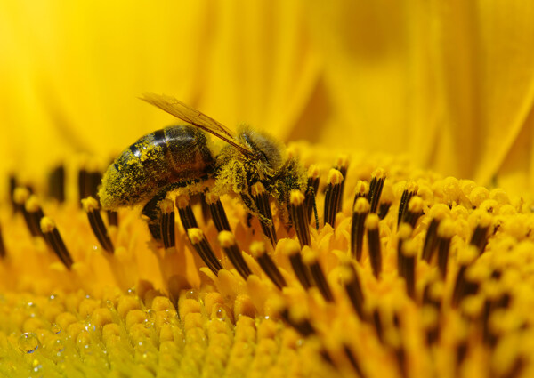 花蕊里的蜜蜂图片