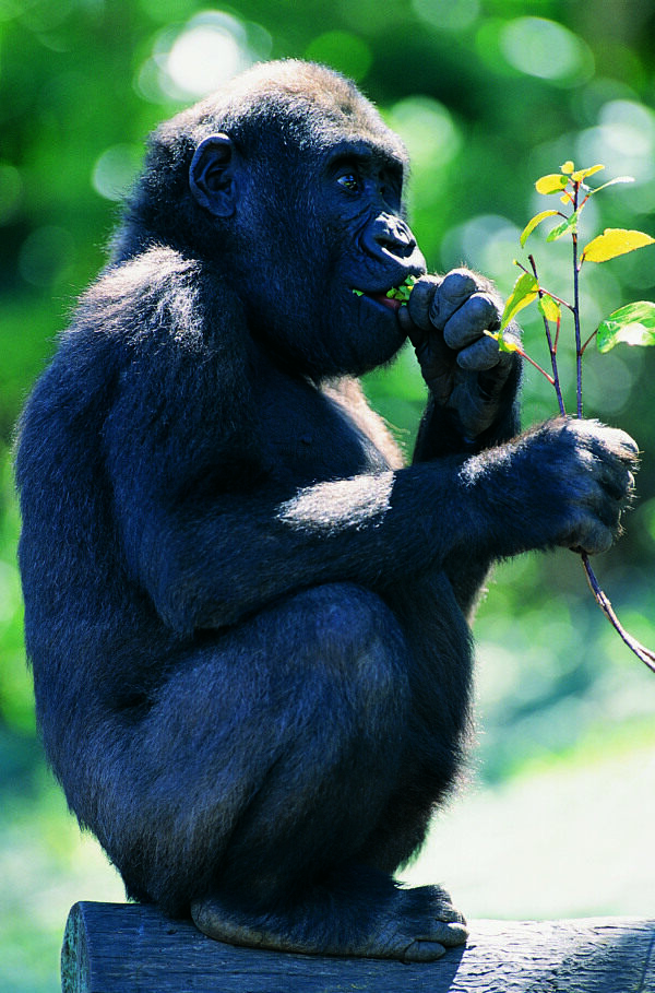 吃食物的猩猩图片