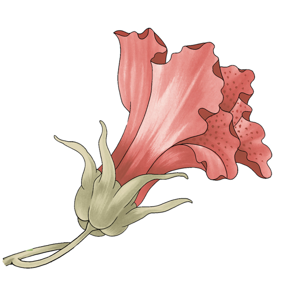 位圖成熟優(yōu)雅女裝T恤圖案毛衫印花優(yōu)雅植物免費素材