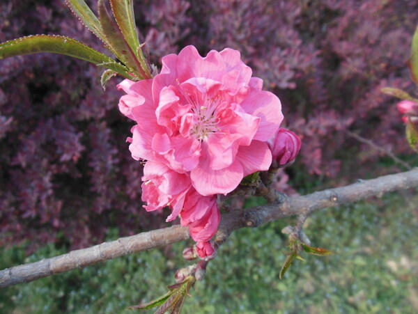 梅花圖片