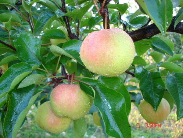 苹果梨成熟期图片