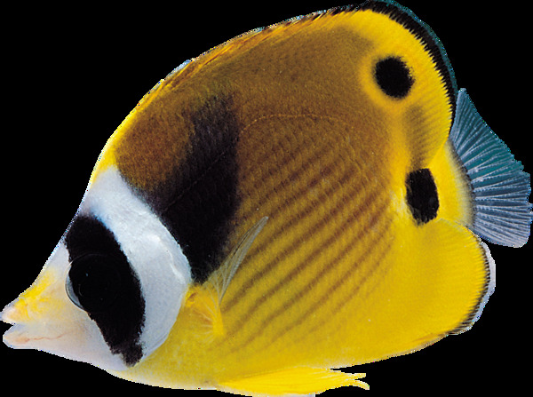 观赏性逼真海底热带鱼png透明素材
