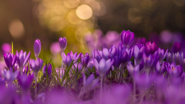 紫色鲜花植物草地背景