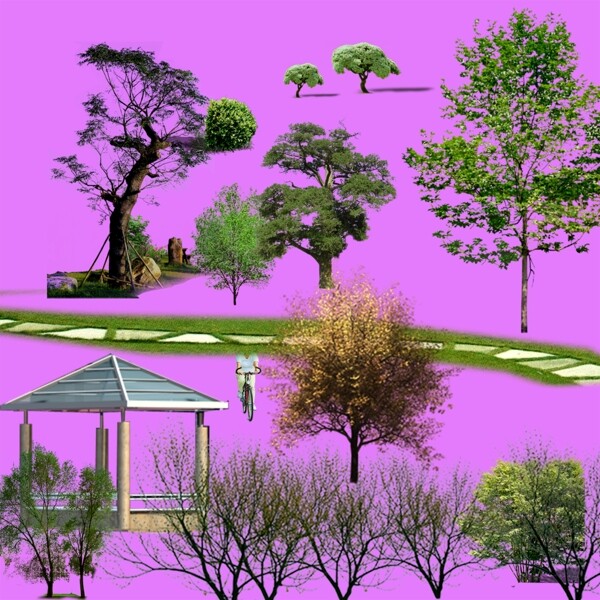 樹