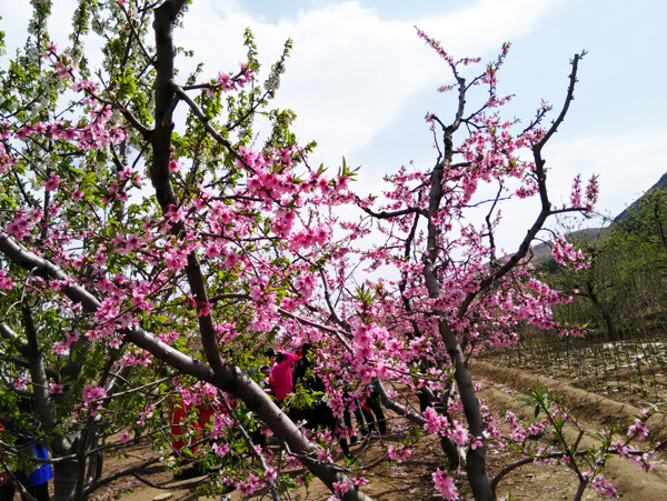 桃花圖片