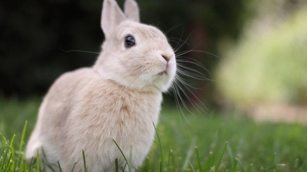 宠物动物合集兔子照片