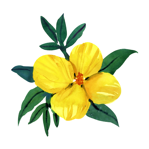 位圖植物寫意花卉花朵牡丹免費(fèi)素材