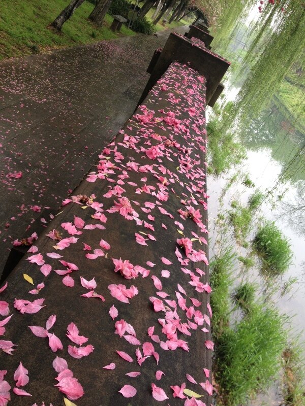河道花落圖片