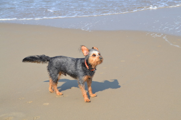 沙滩上小狗图片