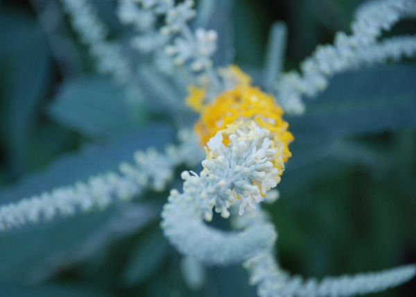 位圖植物花朵寫實(shí)花卉野花免費(fèi)素材