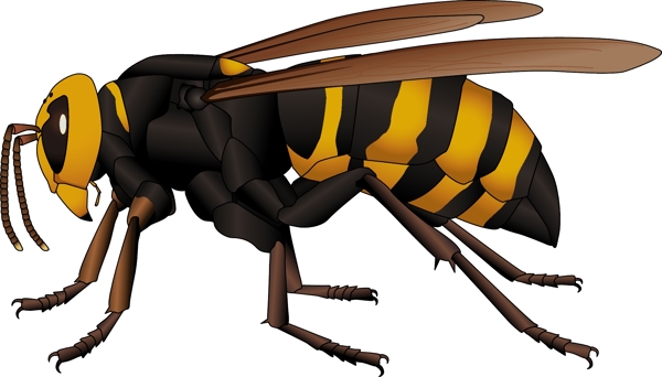 昆虫系列大黄蜂