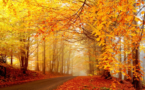 火紅深秋唯美自然風(fēng)景圖片