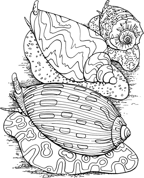 海贝海螺025