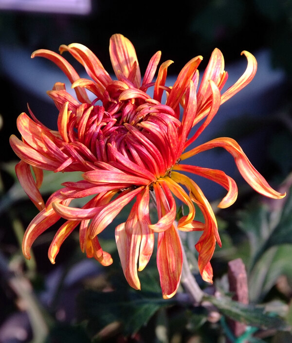 各種顏色的菊花