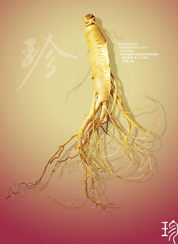 人參海報(bào)psd素材