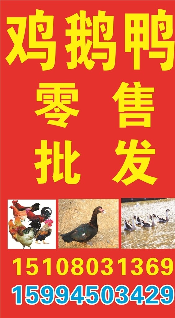 雞鴨鵝照牌