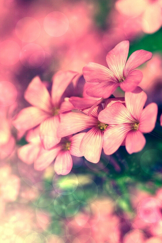 位圖植物圖案寫實花卉花朵位圖免費素材