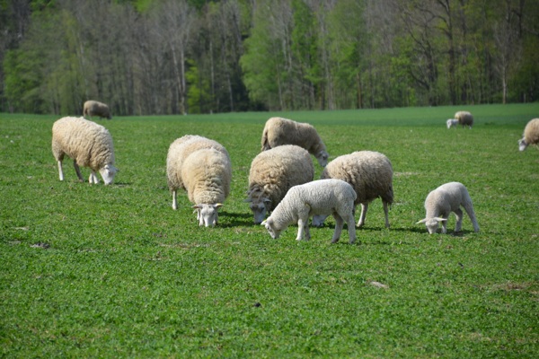 牧场羊群吃草