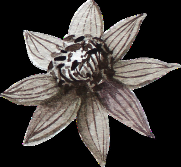 灰色蓮花透明裝飾圖案