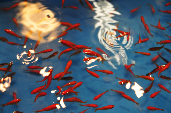 魚兒圖片
