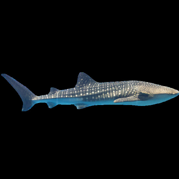 海洋生物大鯊魚元素