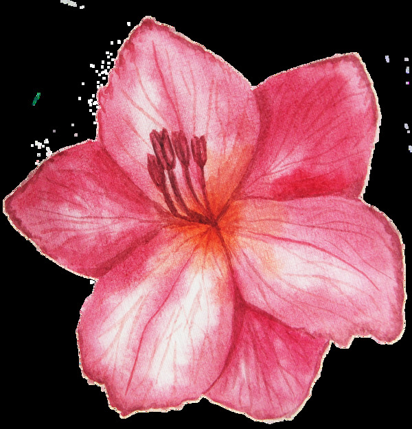 粉色浪漫花卉png透明素材
