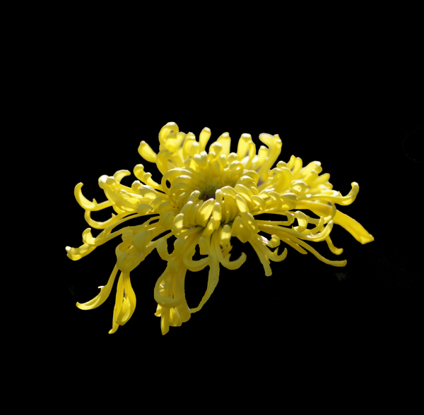 位圖植物花朵菊花免費(fèi)素材