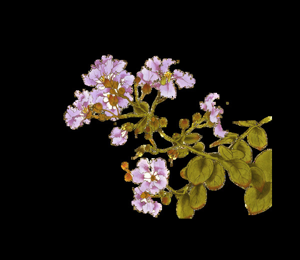 彩繪紫色海棠花png元素
