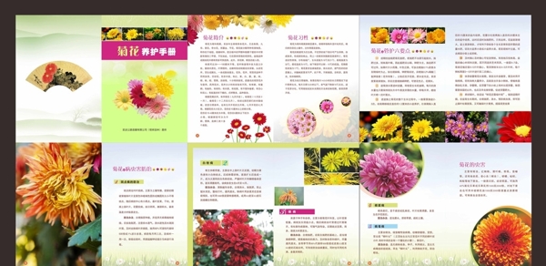 菊花种植手册图片