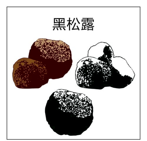 黑松露矢量圖