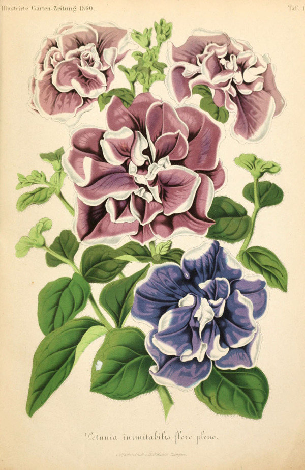 植物插畫(huà)