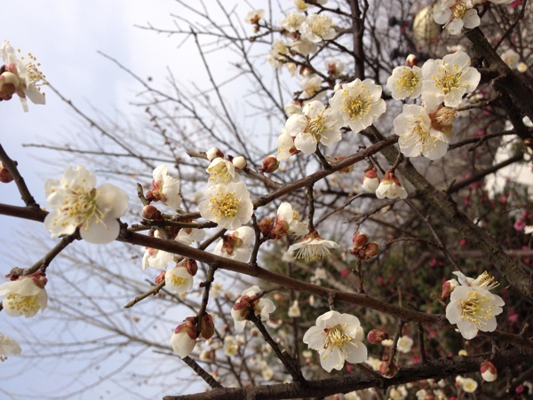 梅花圖片