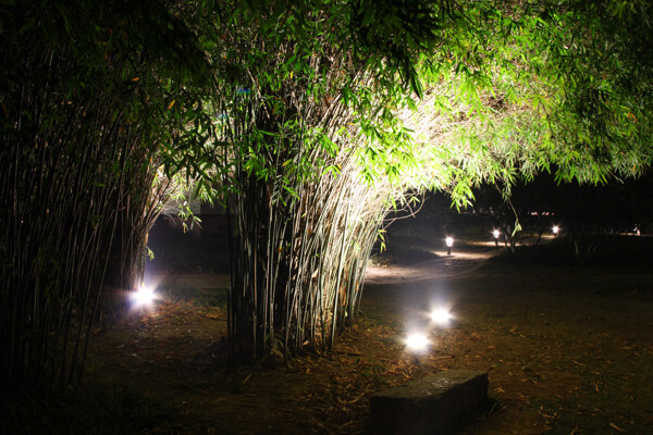 夜景竹林图片