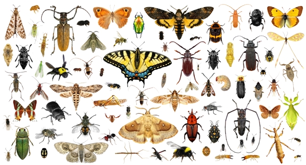 100种蝴蝶甲虫等昆虫高清图分