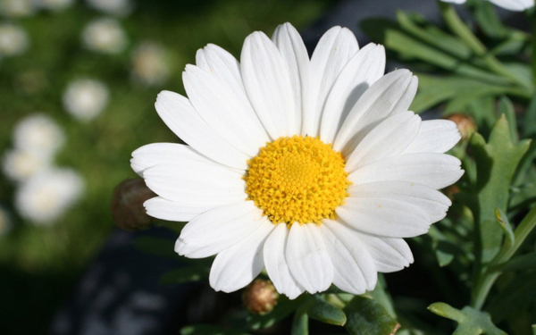 位图植物花朵写实花卉超高清免费素材