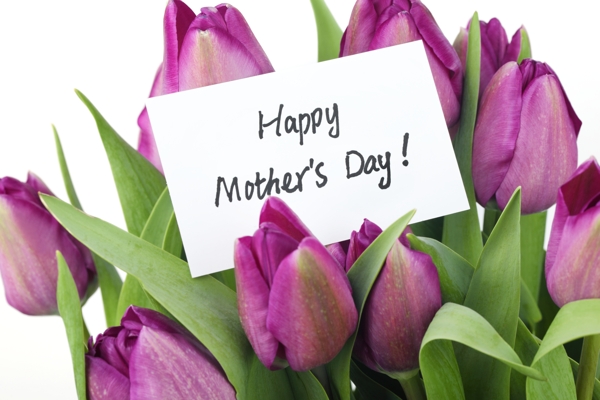 母亲节与紫色郁金香图片