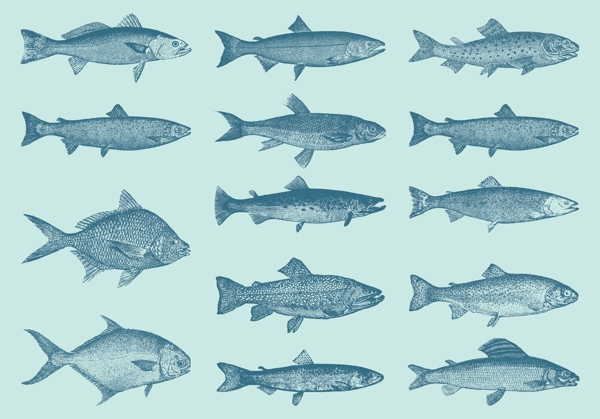 矢量魚