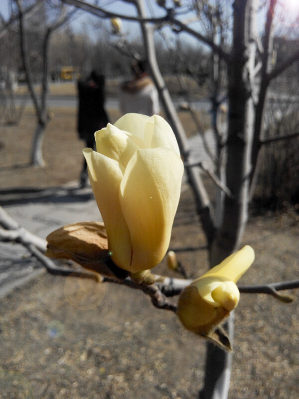 玉蘭花