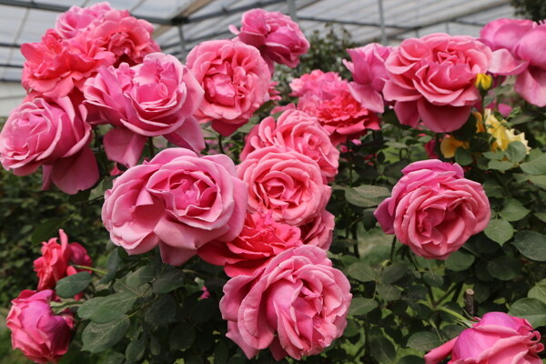 月季花