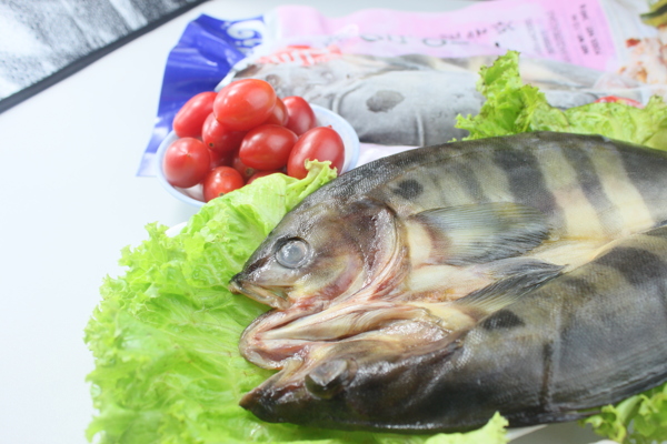 帶頭六線魚圖片