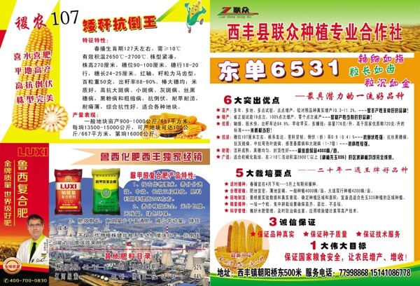 玉米宣傳單