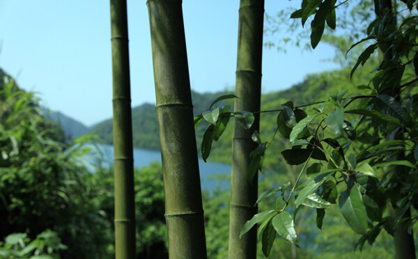 清脆的竹子