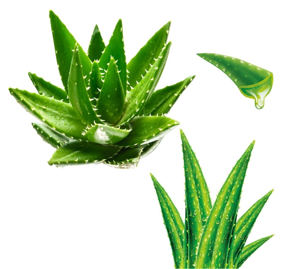 蘆薈