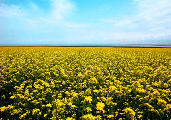 油菜花海